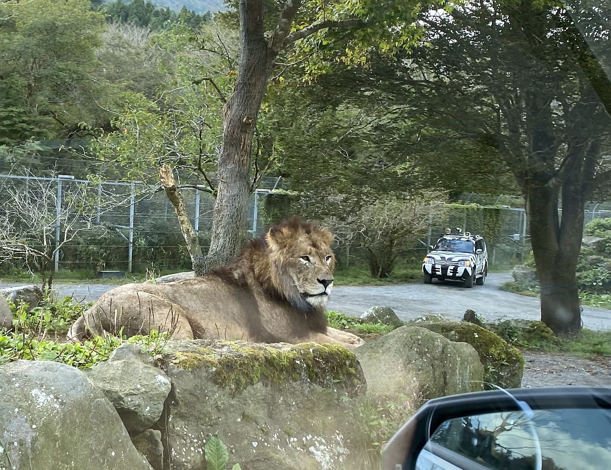 【静岡・富士サファリパーク】ライオンに食われそうになった件